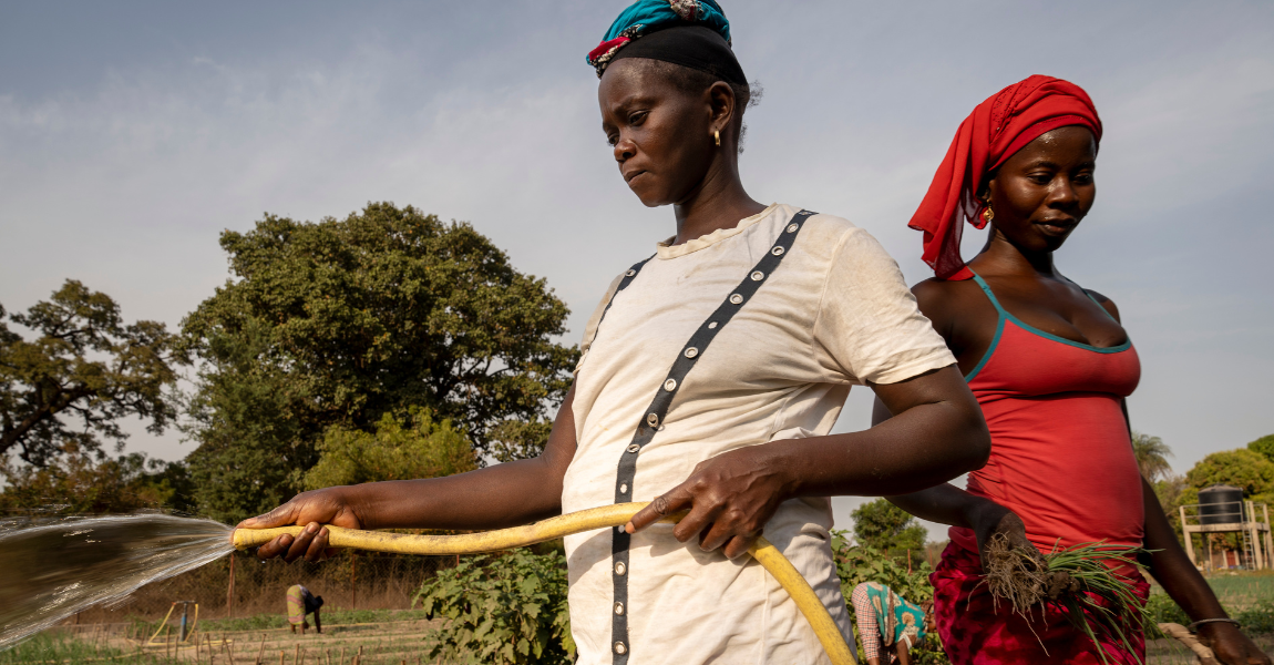  Des femmes maraîchères travaillant dans leur champ en Casamance, Sénégal