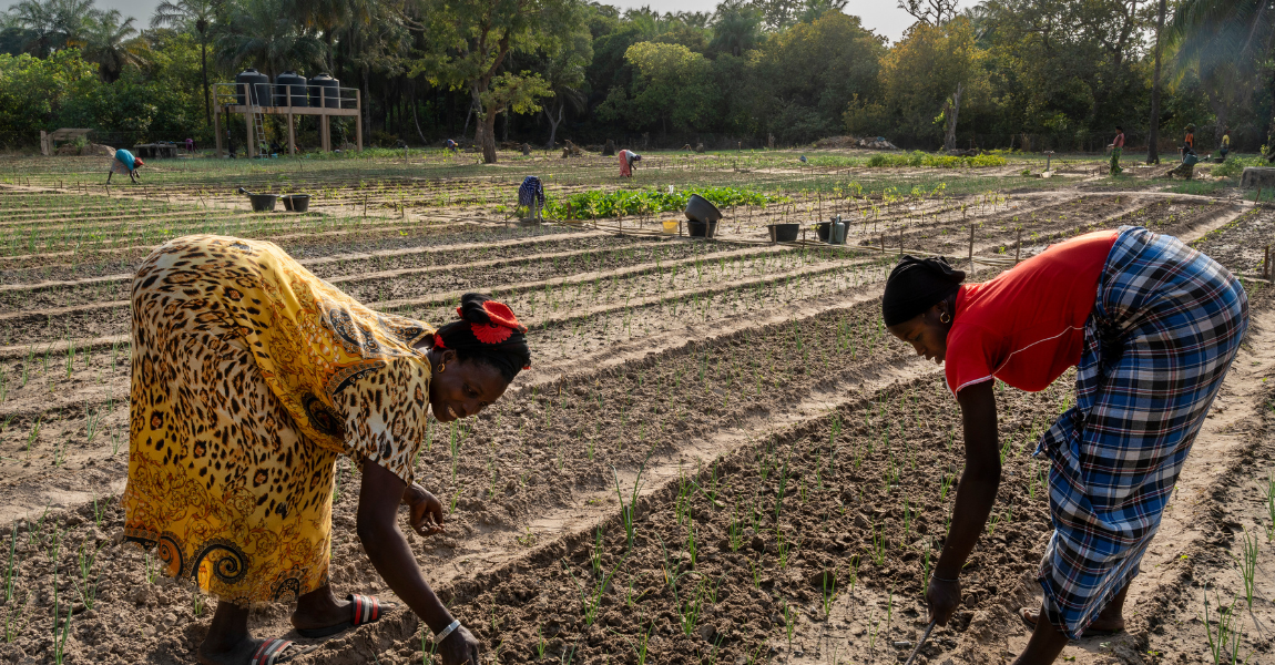 Women market gardeners working in their field in Casamance, Senegal