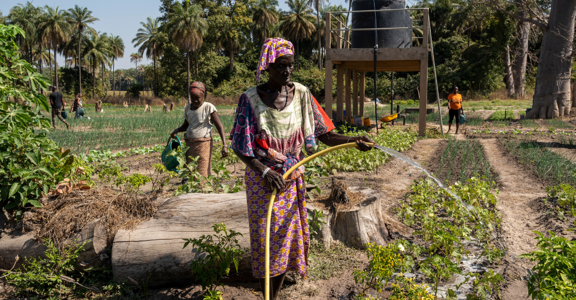 Woman market gardener watering the field in Casamance, Senegal