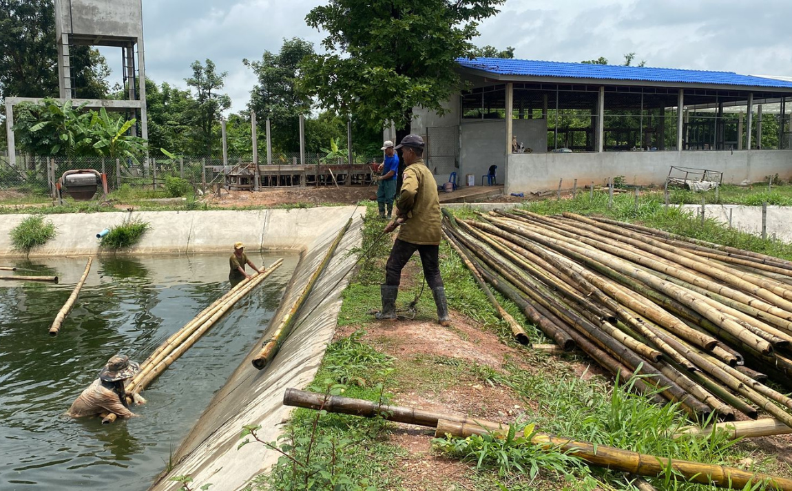 The rice-fish farming pond is the starting point of the Mekong projects