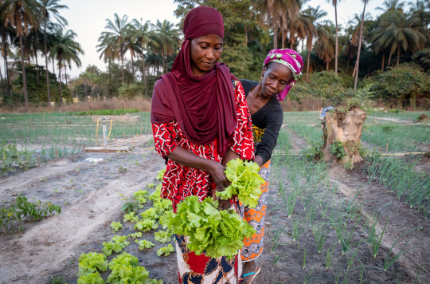 Women market gardeners in Casamance, Senegal